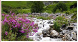 Valley of Flowers